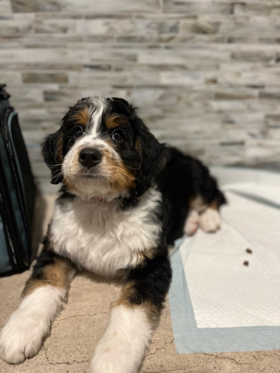 Puppy with a Pad