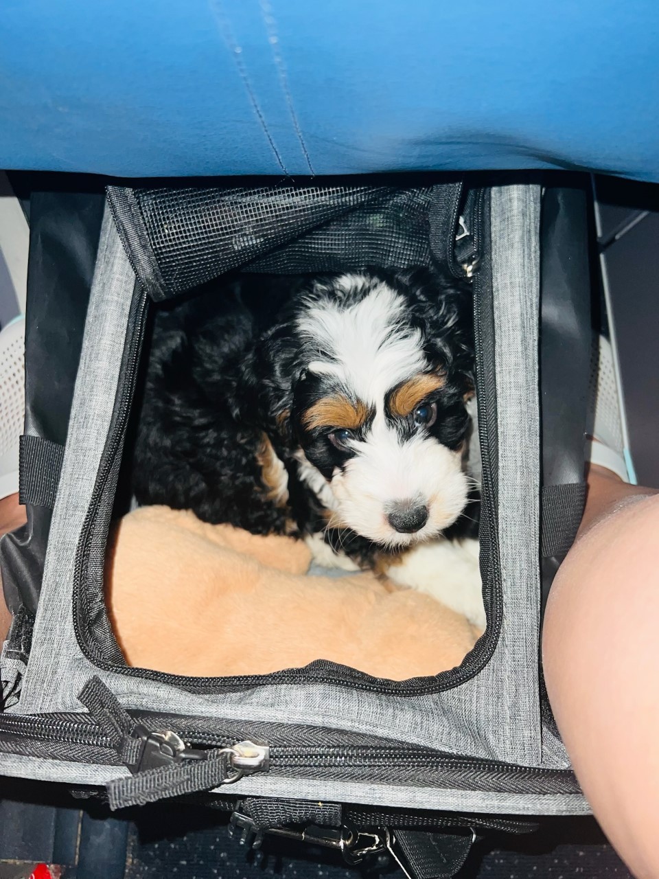 Puppy in a Crate Bag