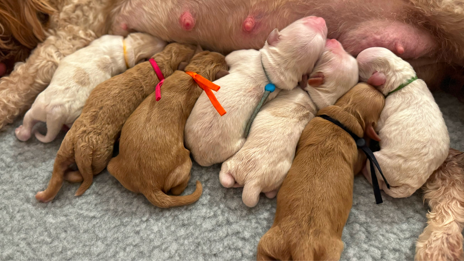 Puppy Rearing